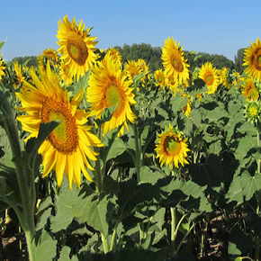 Tournesol